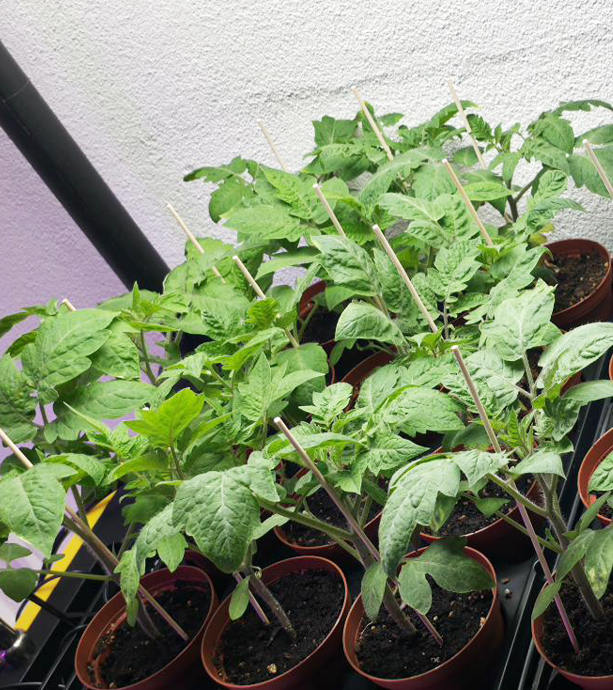 San Marzano Tomatoes