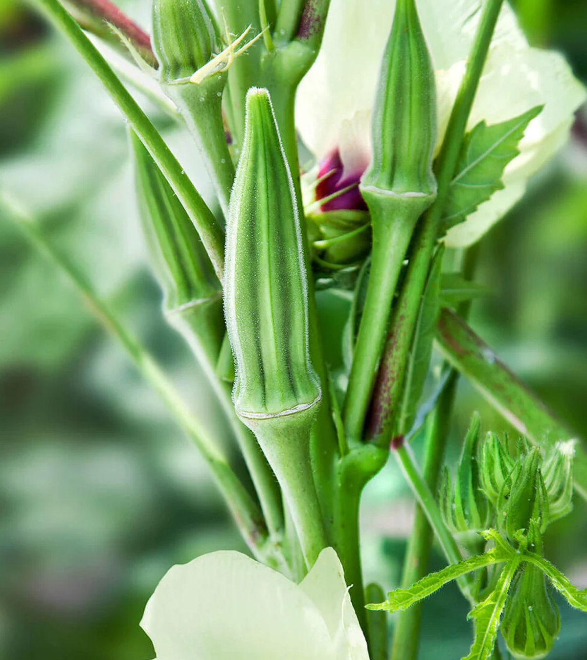 Thin spine green Okra