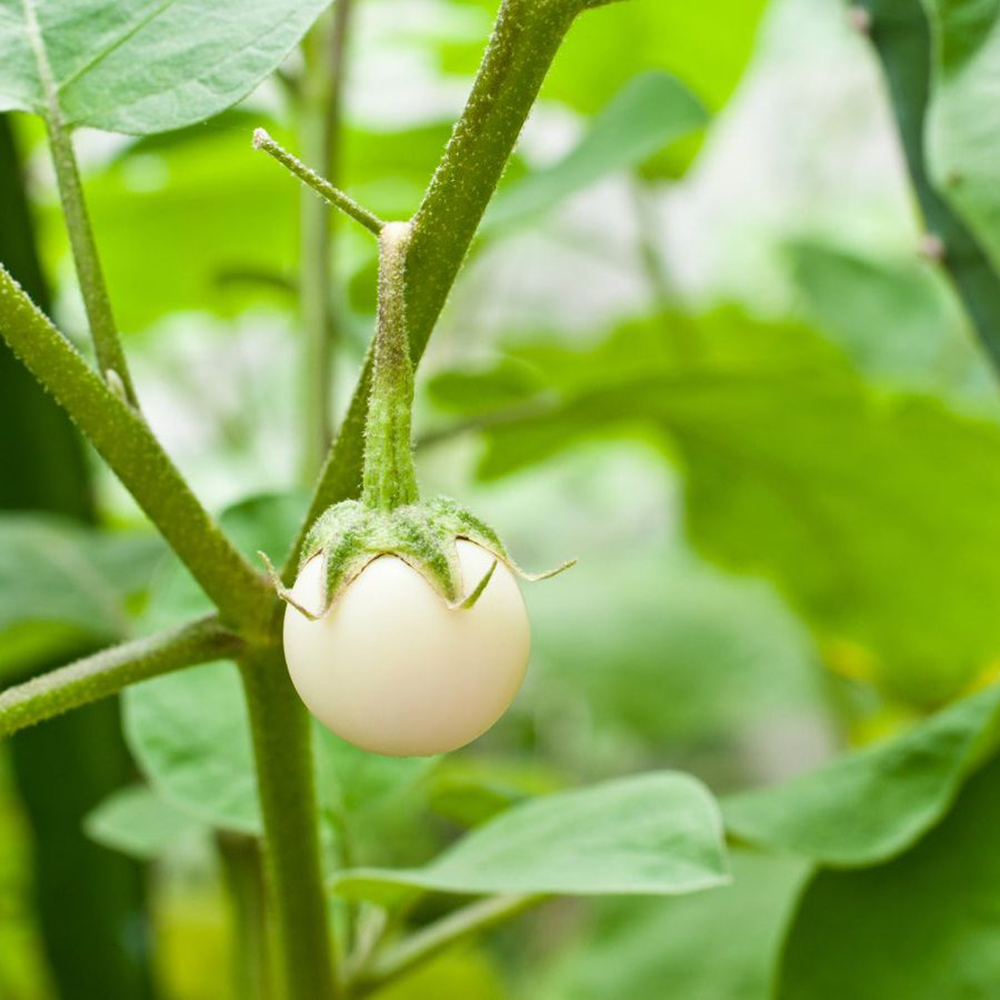 White Eggplant